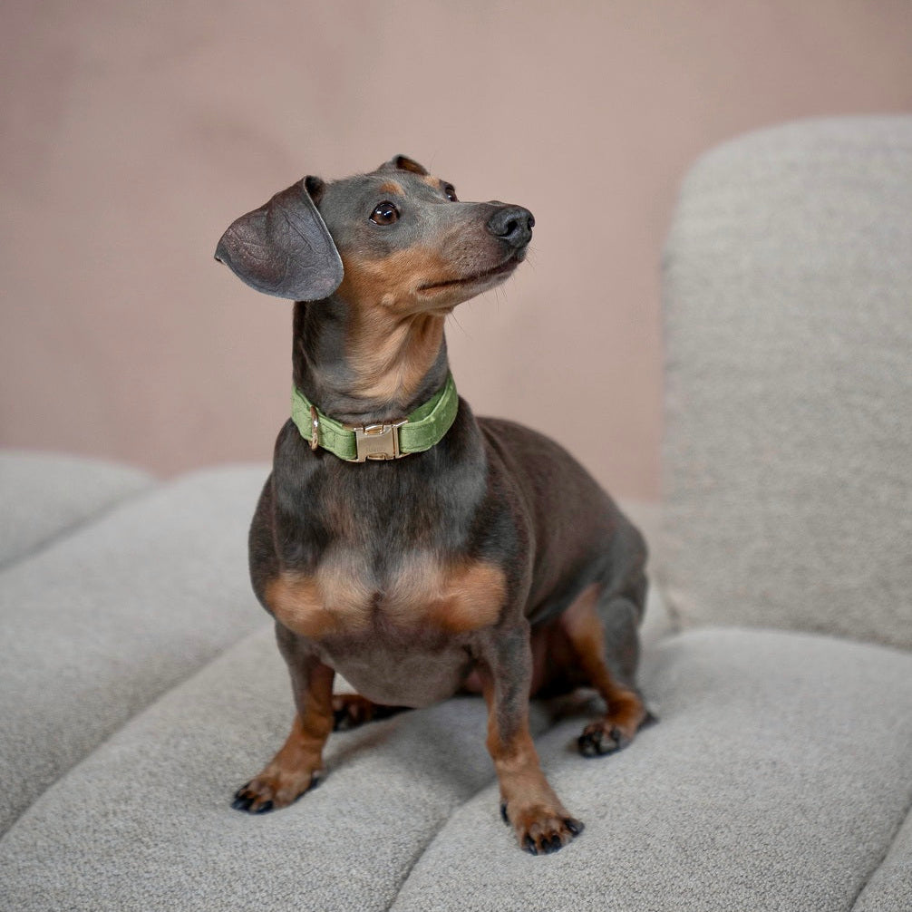 Collier pour chien en velours vert
