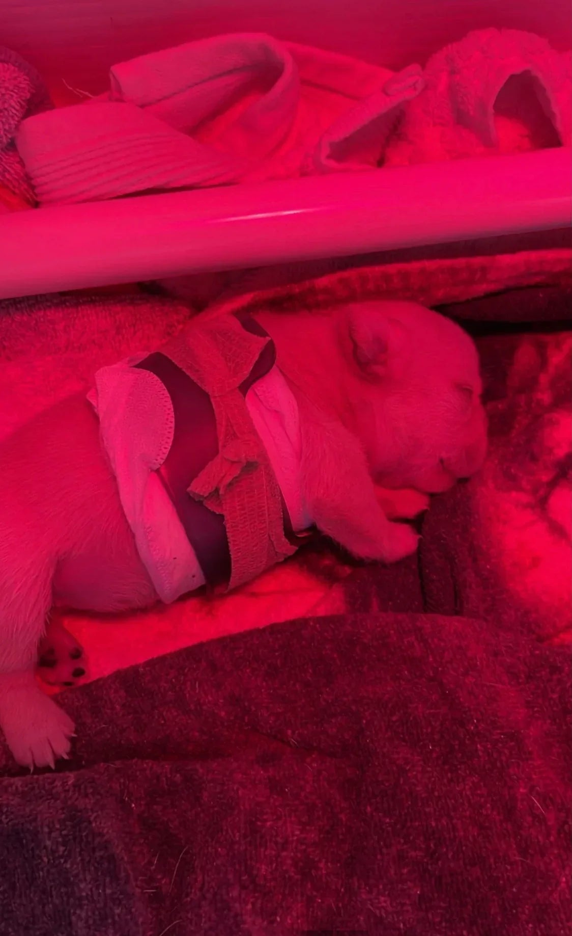 Puppy Flat Chest protector & treatment "bundle"All Sizes