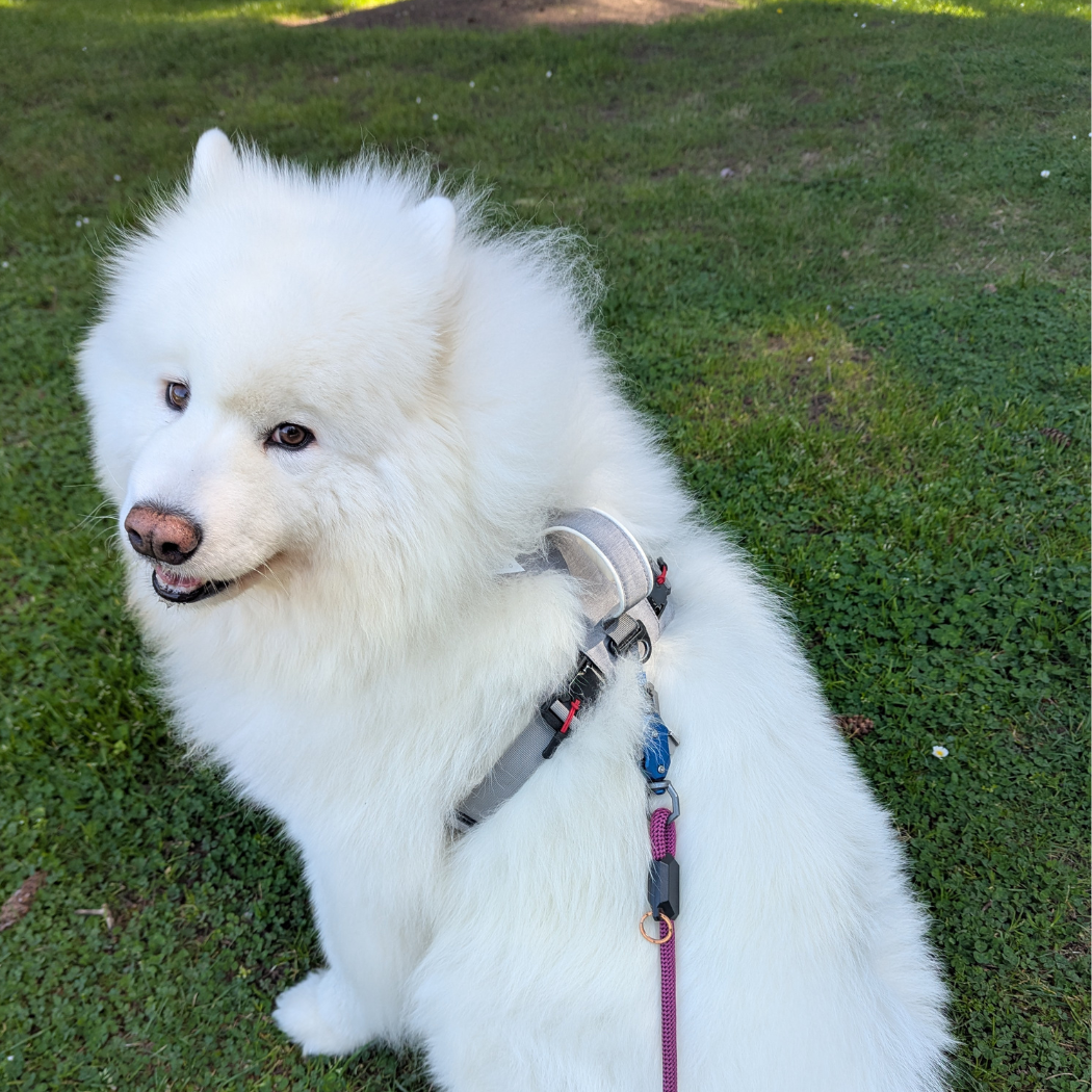 Harnais magnétique pour chien - Attache à une main, conception anti-traction