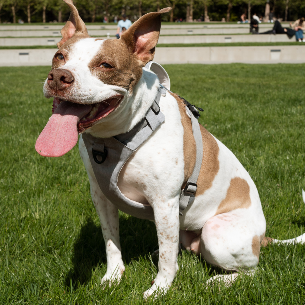 Harnais magnétique pour chien - Attache à une main, conception anti-traction