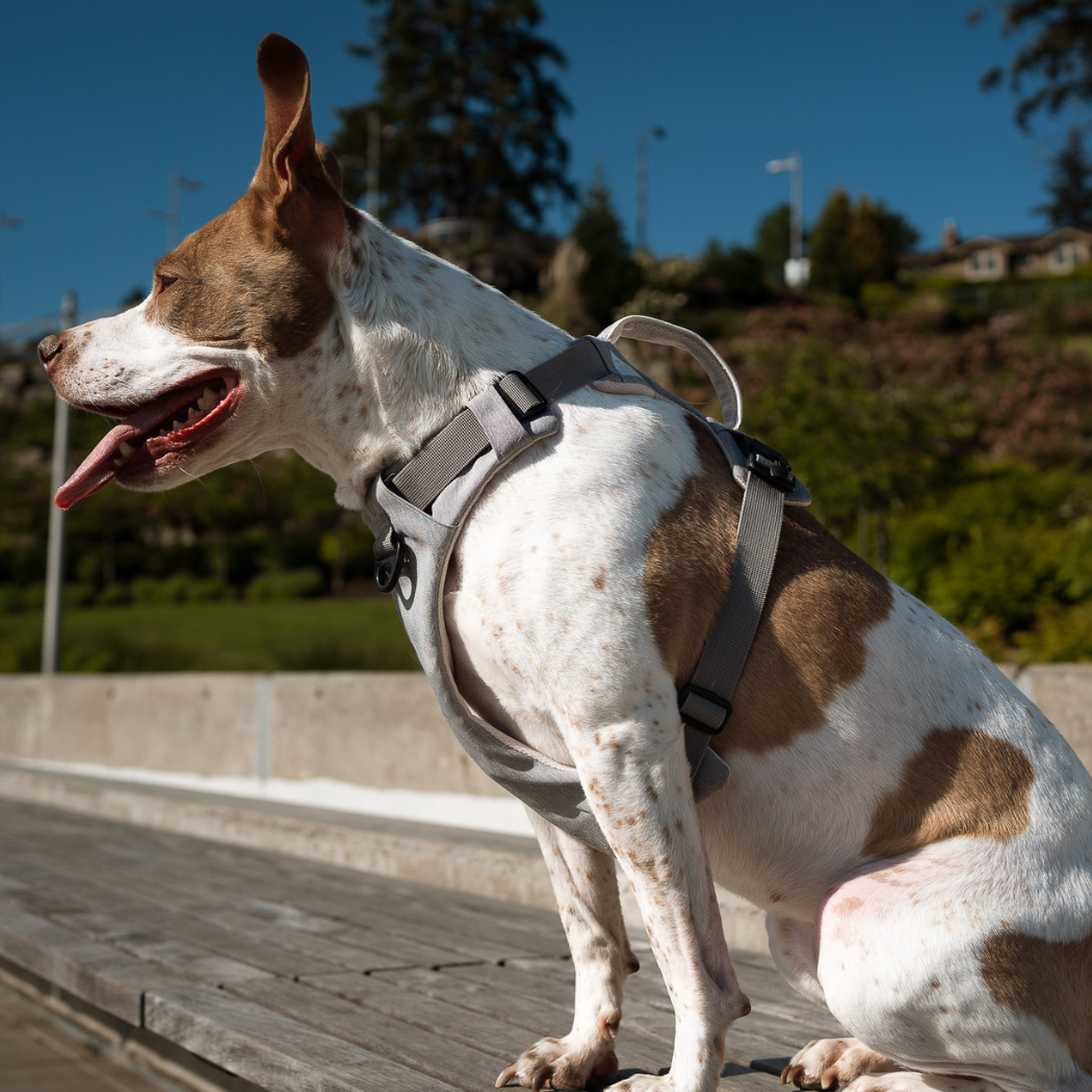Harnais magnétique pour chien - Attache à une main, conception anti-traction