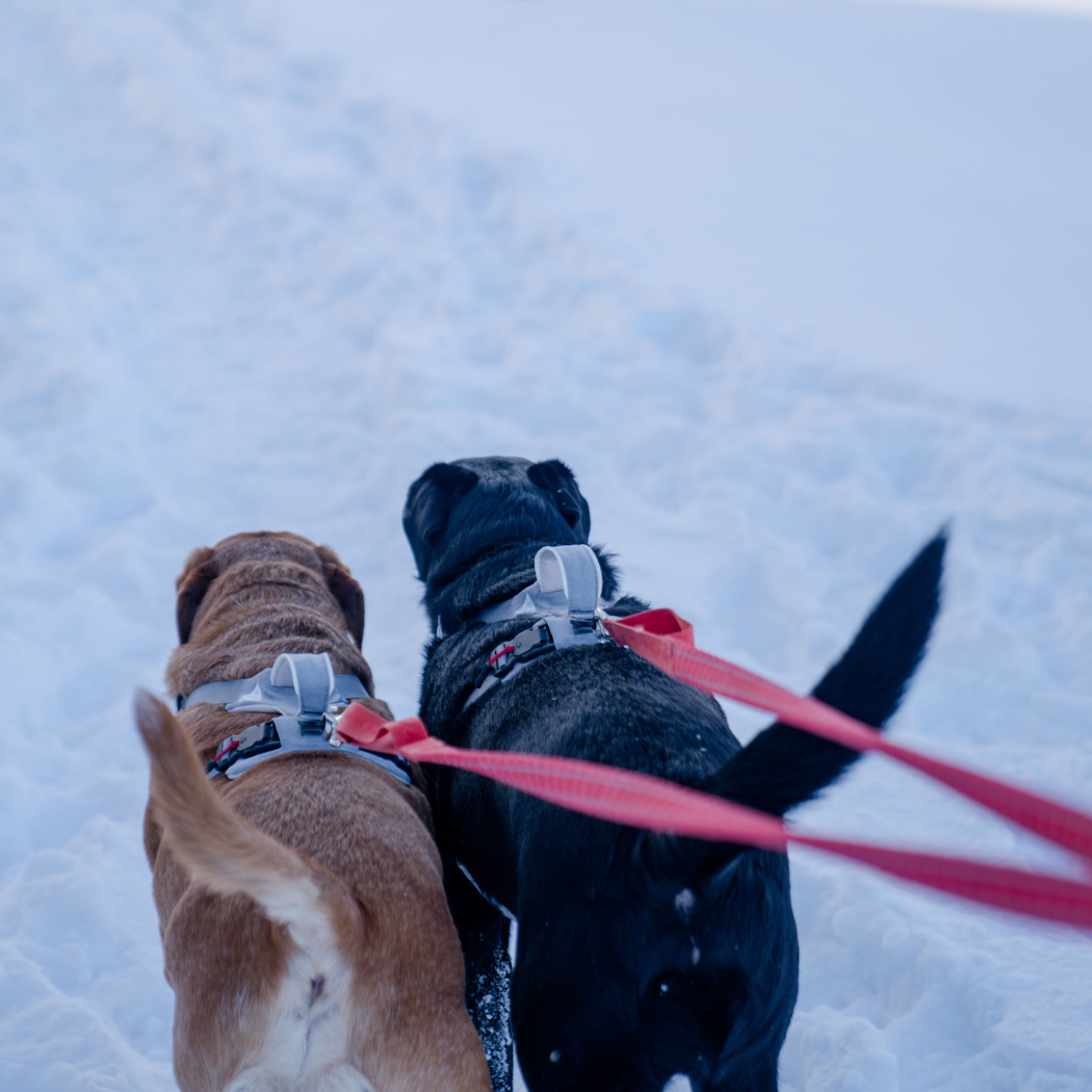 Harnais magnétique pour chien - Attache à une main, conception anti-traction