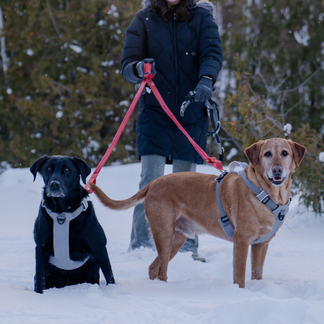 Harnais magnétique pour chien - Attache à une main, conception anti-traction