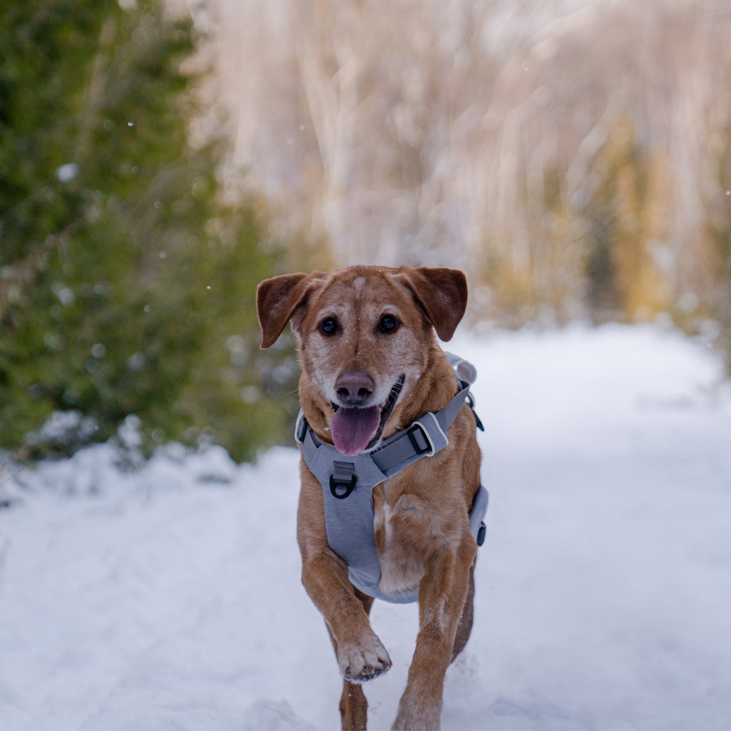 Harnais magnétique pour chien - Attache à une main, conception anti-traction