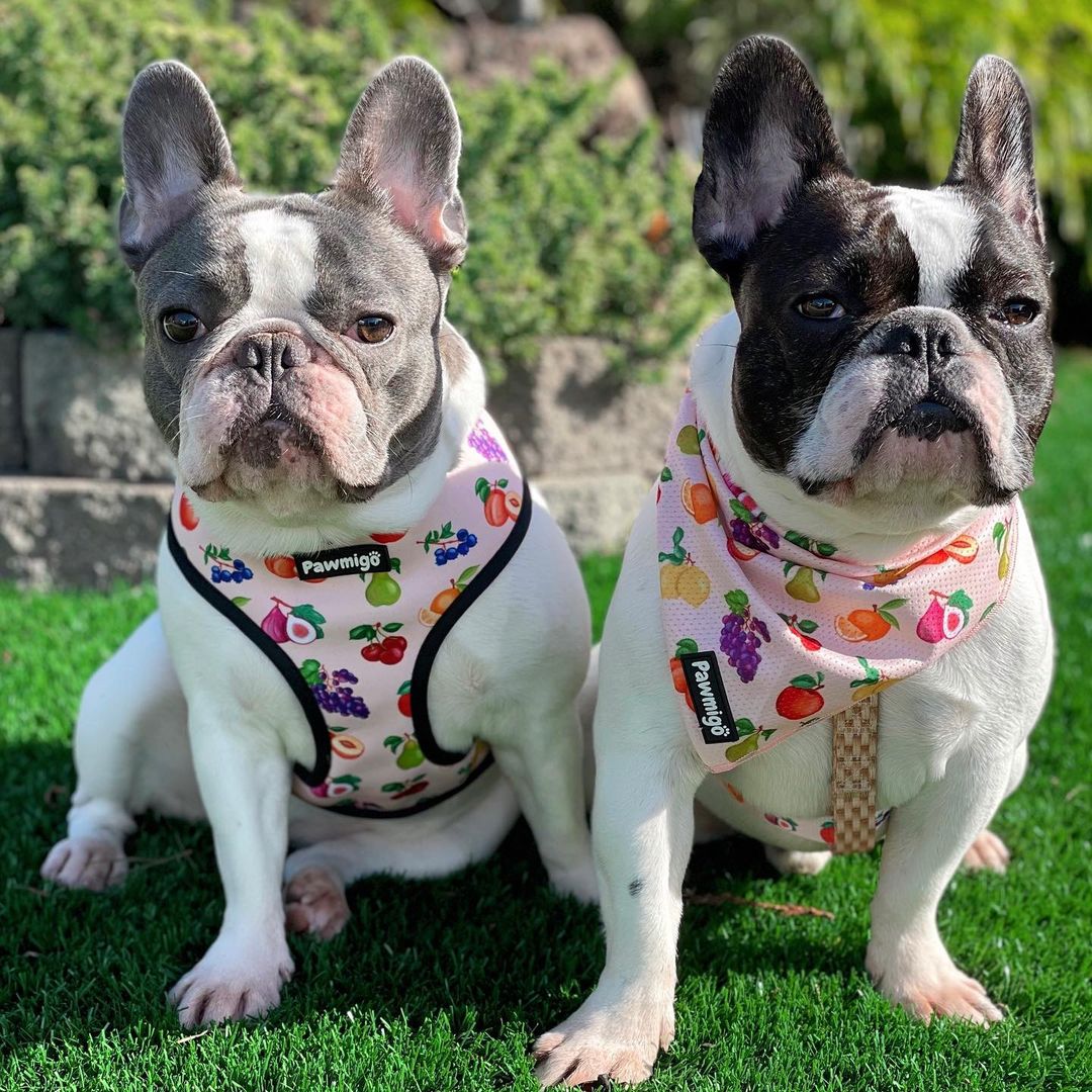 Frootie Patootie Bandana refrescante
