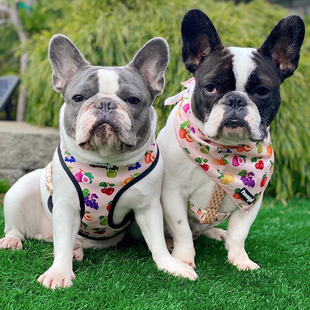 Frootie Patootie Bandana refrescante