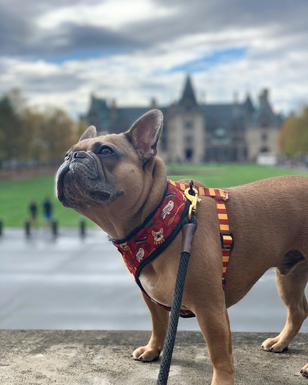 Arnés reversible Pawgwarts