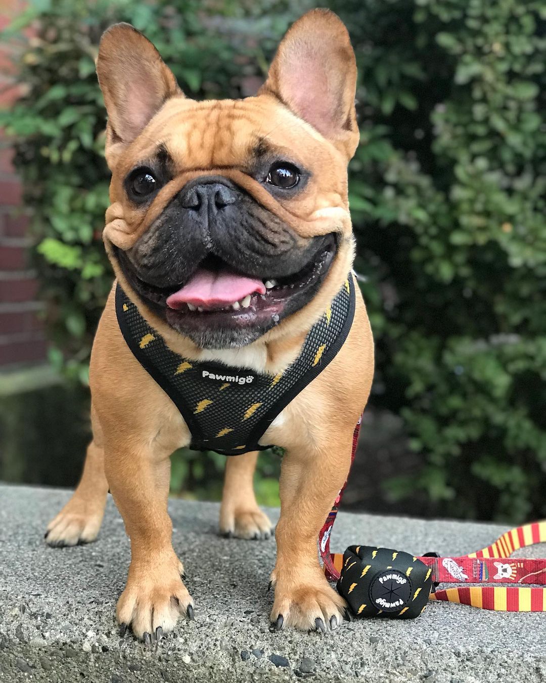 Arnés reversible Pawgwarts