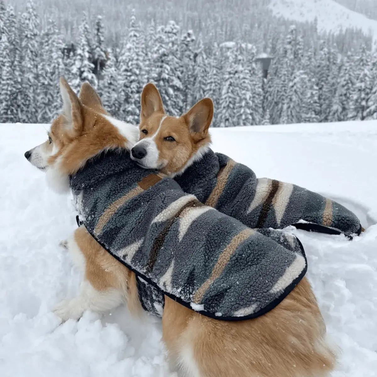 Abrigo para perros Pendleton