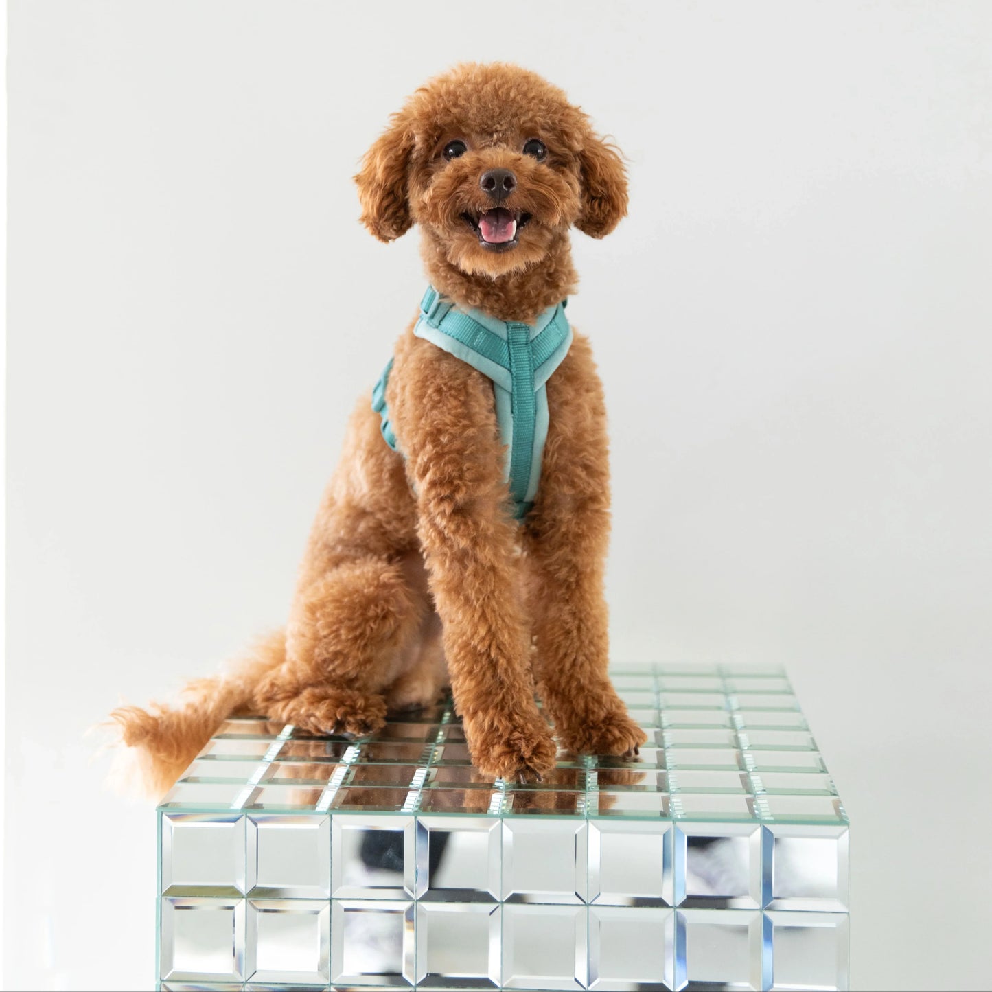 Harnais pour chien bleu en velours