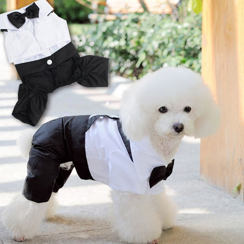 Costume élégant pour animaux de compagnie avec nœud papillon 