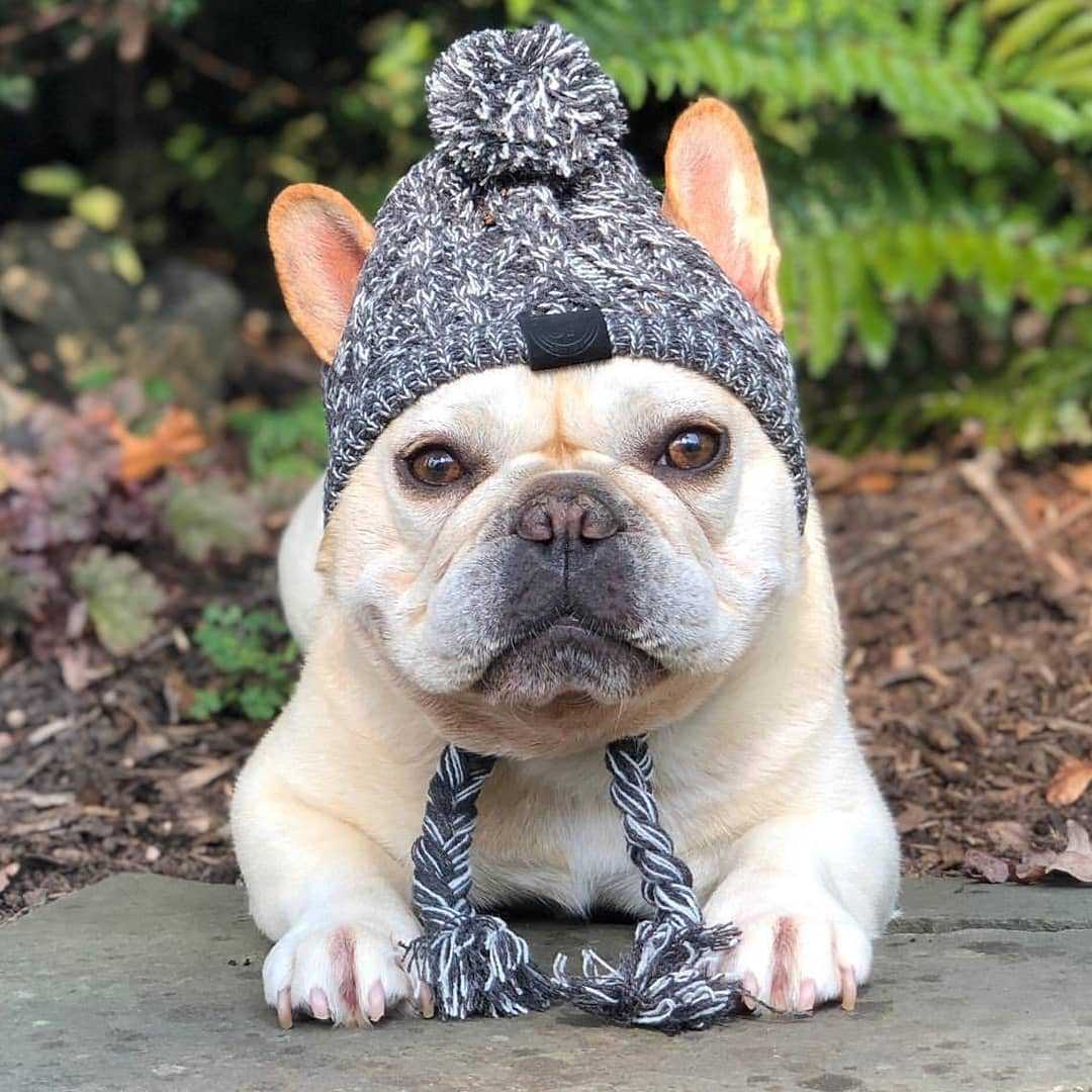 Gorros de punto cálidos para mascotas con bola esponjosa para otoño e invierno 