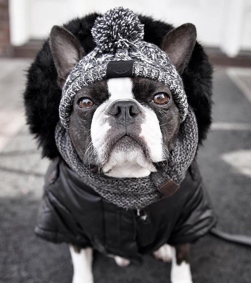 Gorros de punto cálidos para mascotas con bola esponjosa para otoño e invierno 