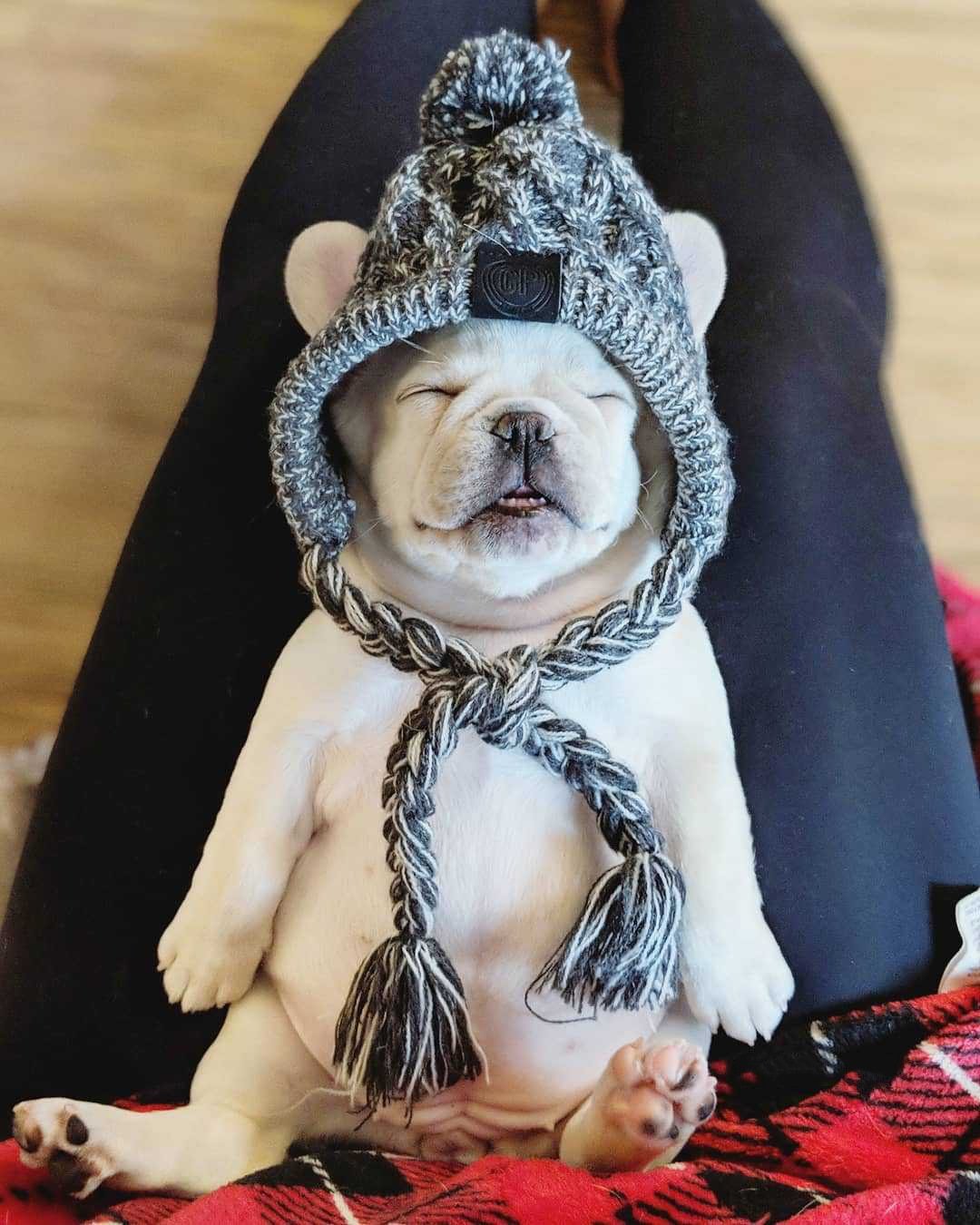 Gorros de punto cálidos para mascotas con bola esponjosa para otoño e invierno 