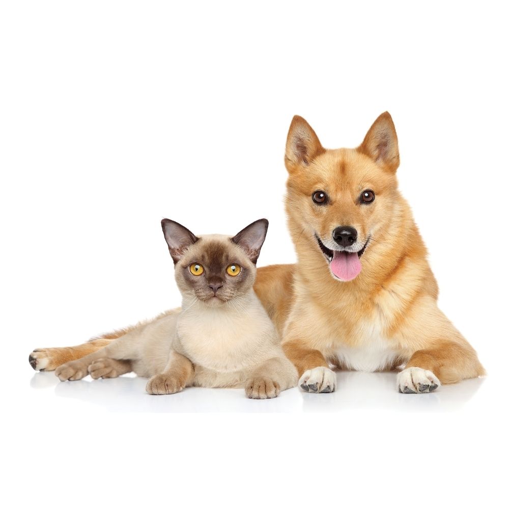 UBAVET UBACALM Friandises apaisantes à mâcher pour chiens et chats – Soulagement naturel du stress et de l'anxiété