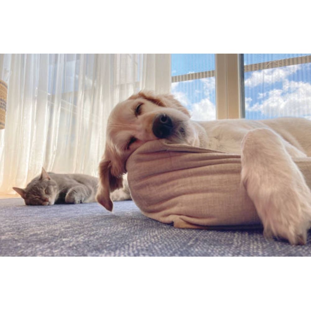 UBAVET UBACALM Friandises apaisantes à mâcher pour chiens et chats – Soulagement naturel du stress et de l'anxiété